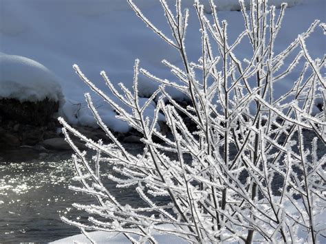 Free Images Nature Branch Snow Cold White Frost Ice Weather