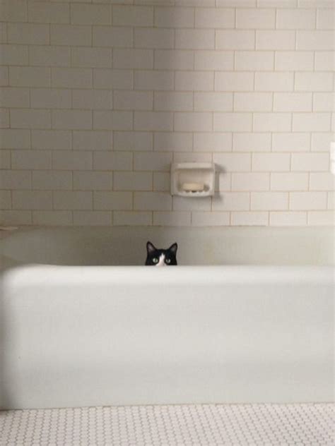 A Black And White Cat Peeking Out From Behind A Bathtub In A Tiled Bathroom