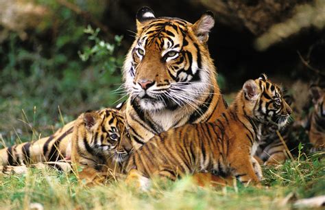Sunda Tigers Facts Habitat And Diet Discovery Uk