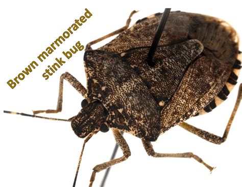 Four Things To Know About Brown Marmorated Stink Bugs Gro Big Red