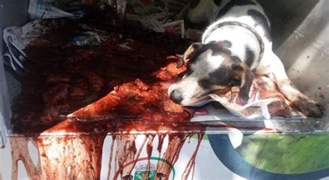IMAGENS FORTES Segurança do Carrefour é acusado de matar cachorro a