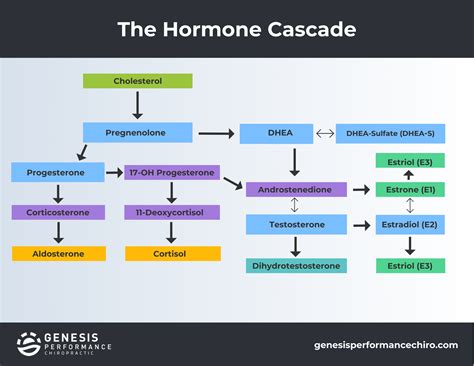 A Functional Medicine Based Approach To Hormone Replacement Therapy — Genesis Performance