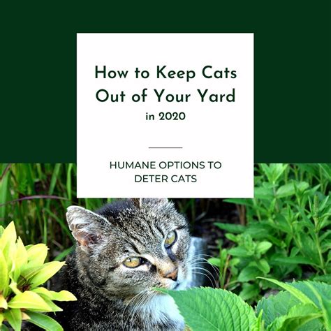 How To Keep Cats Out Of Your Yard In 2020 The Barn Cat Lady