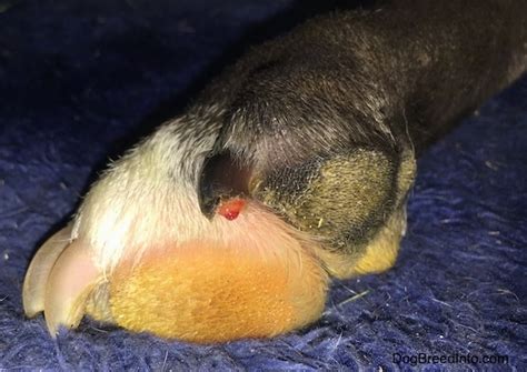 Regular nail maintenance is the quick supplies blood to the nail and runs through the core of it. Cutting your Dogs Nails, Nail Trimming Dogs, Cut a Dogs Nails
