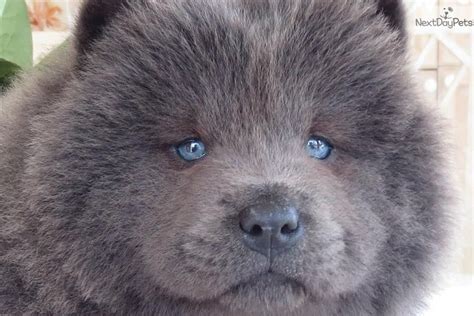 Blue Chow Chow Beautiful Chow Chow Dogs Chow Chow Puppy Chow Dog Breed