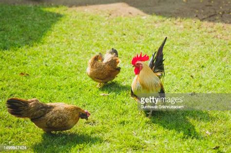 Beautiful Cocks Photos And Premium High Res Pictures Getty Images