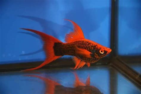 Pin By Anthony Ray On Swordtails Aquarium Fish Tropical Fish