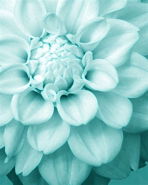 This background color is mint green. What flower is teal? - Quora