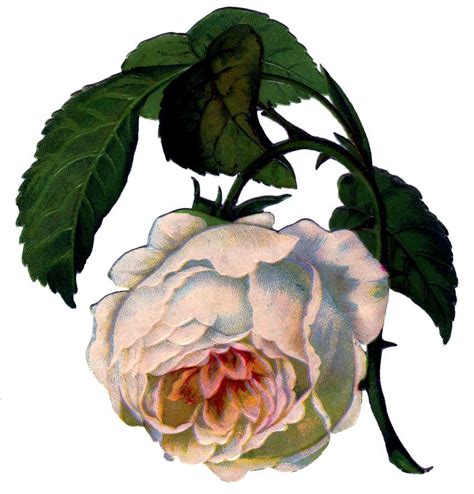 Victorian Image Gorgeous White Rose The Graphics Fairy Botanical