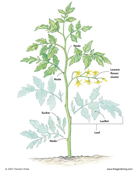 The Plant Killer Pruning And Tying A Tomato Plant