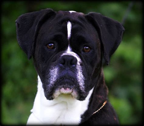 15 Black And White Boxer Dog Terpopuler