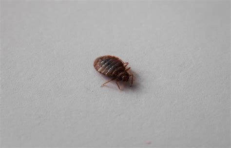 A young nymph cannot go very long, since food (blood) is required for them to molt and become adults. How Long Do Bed Bugs Live?