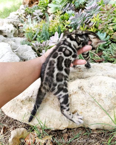 Don't miss what's happening in your neighborhood. Rose sbt bengal kitten for Sale