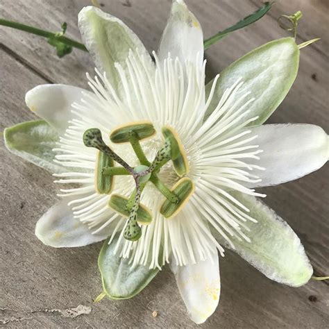 A White Flower With Green Stamens And Buds In The Center On A Wooden