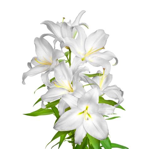 Lilies Flowers White Lilies Stock Image Image Of Leaf Freshness