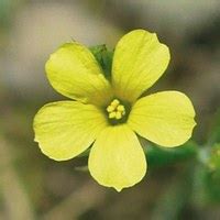 The plant is notorious for the extreme itchiness it produces on contact, particularly with the. Linum suffruticosum, un piccolo arbusto con accattivanti fiori bianchi. - Il Giardino Commestible