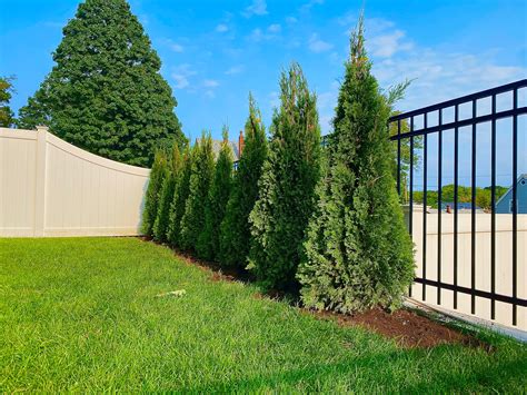 Gallery East Coast Arborvitaes