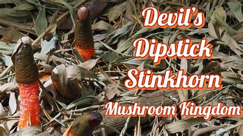 Devils Dipstick Stinkhorn Mushroom Kingdom Youtube