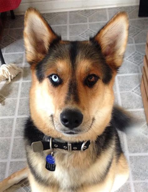 Husky And Shepherd Mix Gerberian Shepsky German Shepherdsiberian