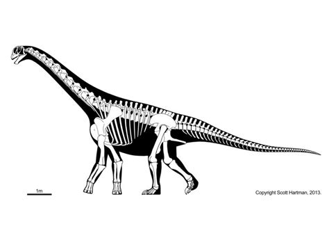 oplosaurus   camarasaur   isle  wight dinowight