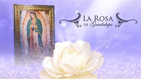 Ver La Rosa De Guadalupe Capítulo 6 Temporada 2008 Por Vix