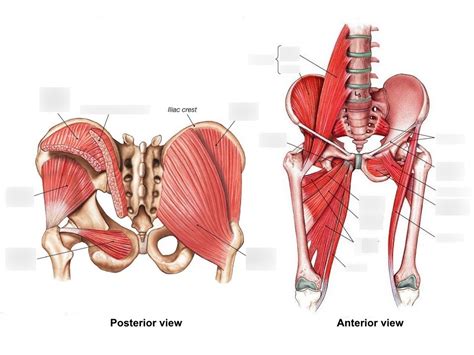 Muscular Anatomy Of Pelvis