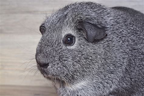 Questions About Guinea Pig Travel Petrelocation