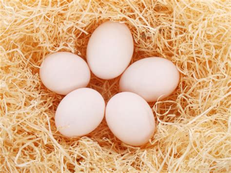 Five Eggs Free Stock Photo Public Domain Pictures