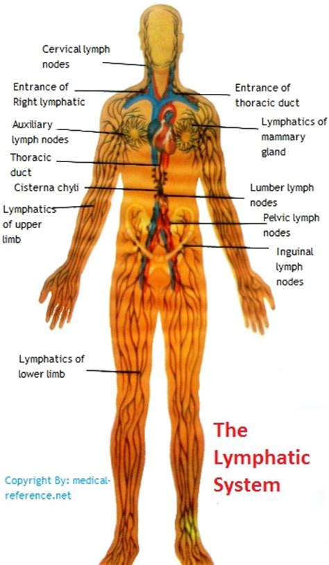 38 Best Images About Lymphatic System On Pinterest Massage