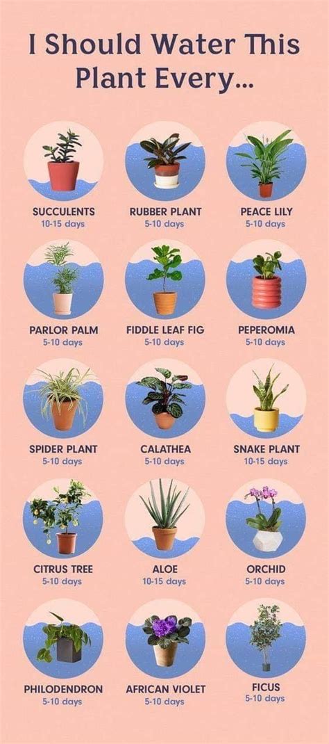 Pin By Mary Mills On Houseplants Plants Plants Uk Patio Plants