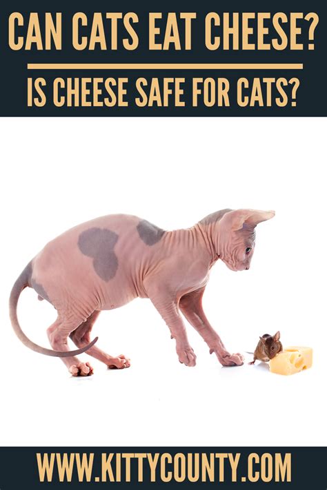 Can Cats Eat Cheese A Cat Diet Guide Kitty County In 2021 Cat