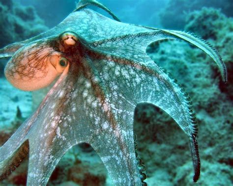 Underwater Octopus Underwater Oceans Octopus Nature Sealife Hd