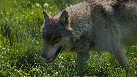 Growth Slows For Endangered Mexican Gray Wolf Population
