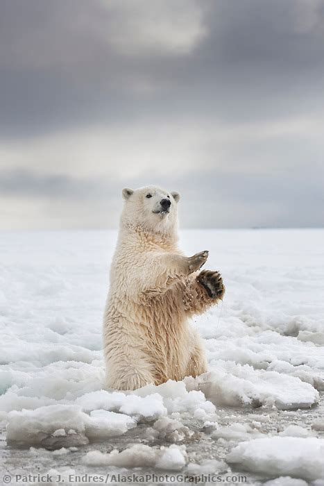 Polar Bear Cub Sits Upright On Hind Legs