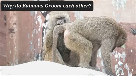Why Do Baboons Groom Each Other 개코원숭이가 서로 털고르기를 해주는 이유 Youtube