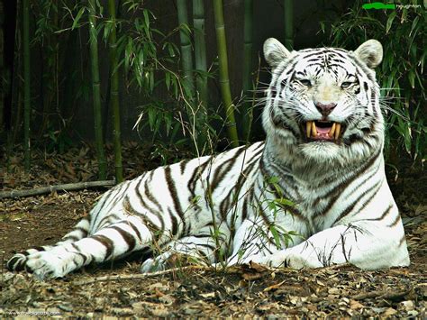 White Tiger Wallpapers Hd ~ Desktop Wallpapers Free Download