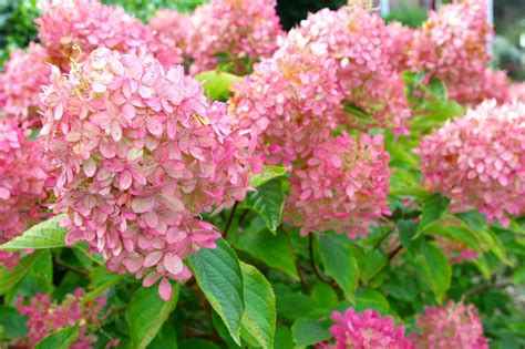 Flowers That Don T Need Sun Plants That Grow Without Sunlight 26 Best