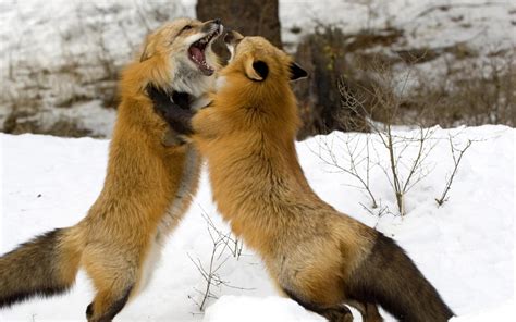 Wallpaper Snow Battle Wildlife Couple Fauna Mammal Fight