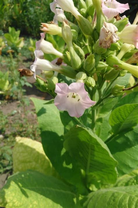 Fill a few pots with colourful plants and you'll enjoy a vibrant display until autumn's first frosts. How to Grow & Care Nicotiana in Your Garden - The Daily ...