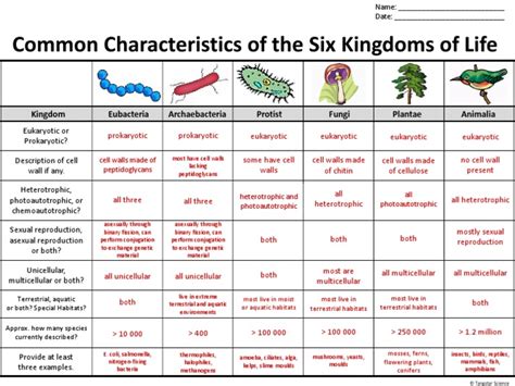 The Six Kingdoms Of Life Graphic Organizer Answer Key Pdf Cell