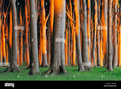 Beech Trees West Pomerania Mecklenburg Vorpommern Germany Stock