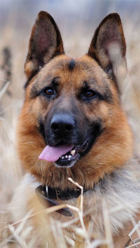 Pin By Kelly Garcia On W O O F German Shepherd Dogs Dogs Shepherd Dog