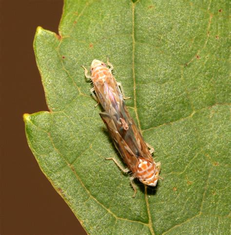 Lustful Leafhoppers Locate Each Other Through Good Vibrations Wired