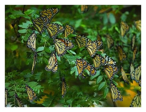 Photographs Of Monarch Migration Roosts On Various Tree Types Submitted