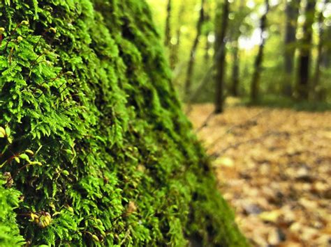 Moss 4k Wallpapers For Your Desktop Or Mobile Screen Free And Easy To