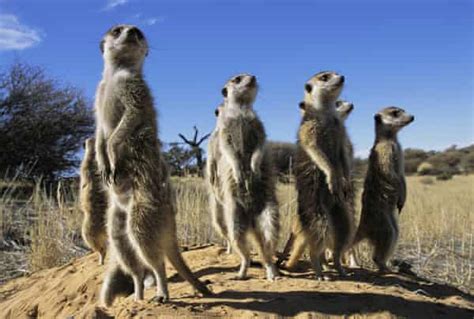 Compare The Meerkat Meerkats Watch Rivals Growth And Eat To Compete
