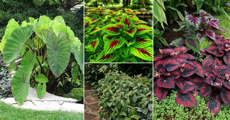 34 Tropical Foliage Plants With Large Leaves Pictures 51 Off