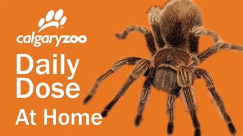 Your Daily Dose At Home Insect Or Arachnid Youtube