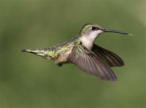 Hummingbird In Flight Smithsonian Photo Contest Smithsonian Magazine