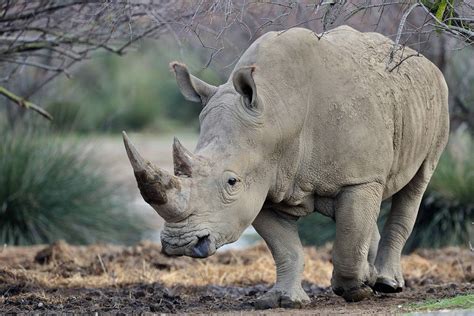 سُئل أكتوبر 7، 2019 بواسطة مجهول. ما سبب انقراض وحيد القرن - موسوعة